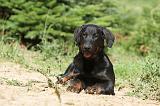 BEAUCERON - PUPPIES 110